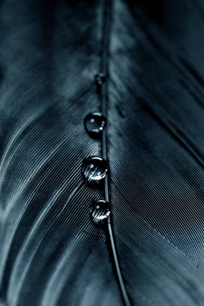 Background Image of water drops on a black feather Background Image of water drops on a black feather feather photos stock pictures, royalty-free photos & images