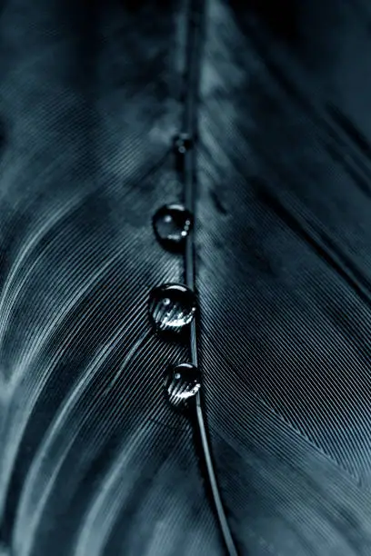 Photo of Background Image of water drops on a black feather