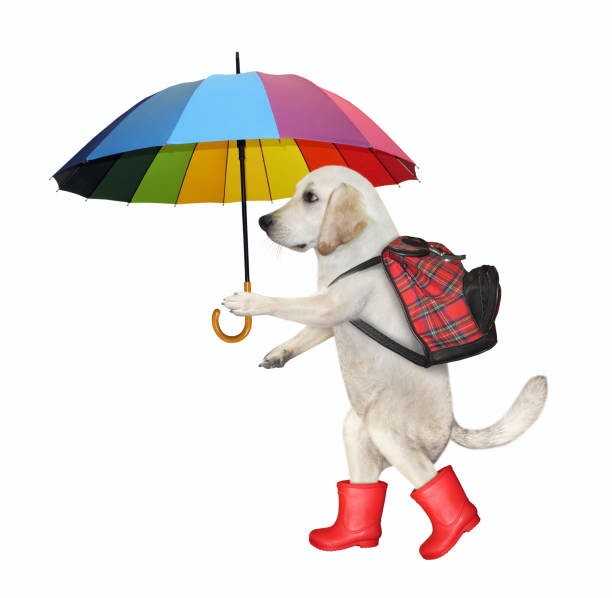 istock Dog in rubber boots under umbrella 1277396620