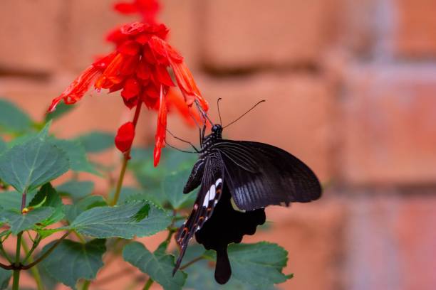istock Butterfly - Beautiful black and white butterfly on leaf 1277396742