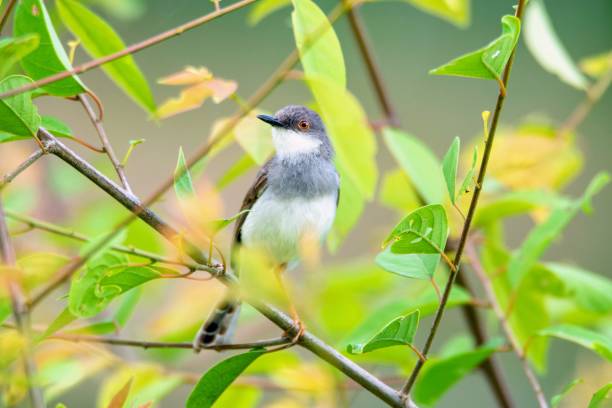 istock Bird - Grey-breasted prinia on green plant 1277396789