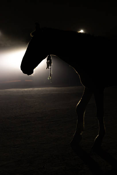 horse silhouette on the dark background