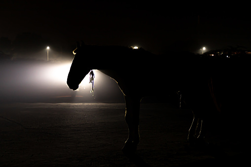 horse silhouette on the dark background