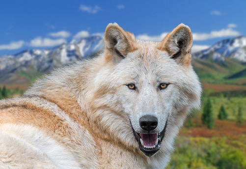 Northwestern wolf / Mackenzie Valley wolf (Canis lupus occidentalis) subspecies of gray wolf native to western North America, Canada and Alaska