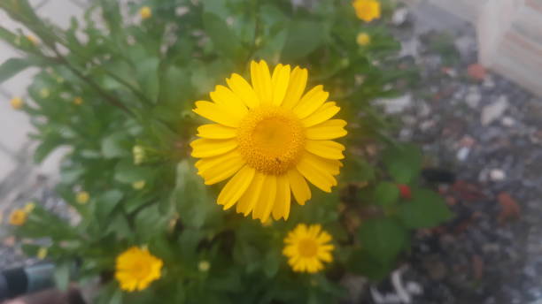 istock beautiful yellow flowers 1277397992