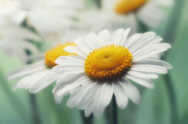 istock Abstract spring floral background for design. White daisies macro photo in the sunlight. 1277398302