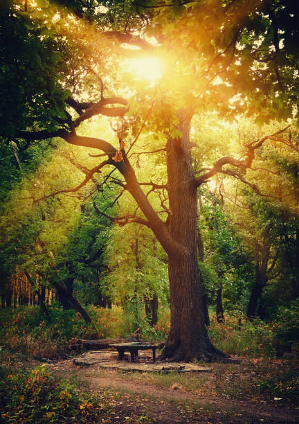 An old bench under a large tree in an autumn park.