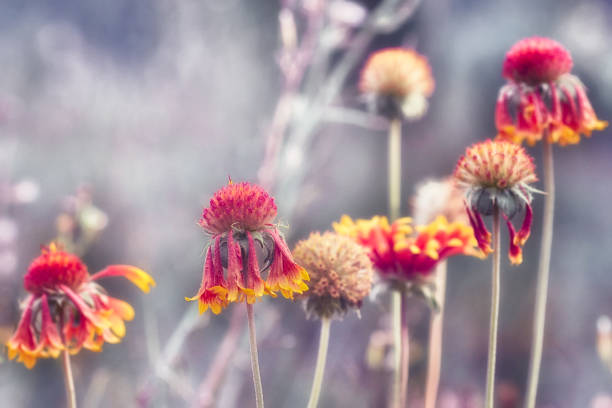 istock Beautiful gaillardia flower on a blurred background, spring summer natural flower image, selective focus. 1277399010