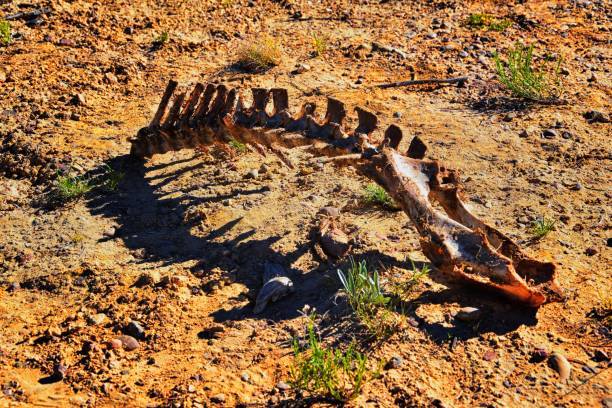 esqueleto de un mamífero animal en el desierto, en el escalante petrified forest state park trail, utah. estados unidos. - animal skull drought animal bone dry fotografías e imágenes de stock