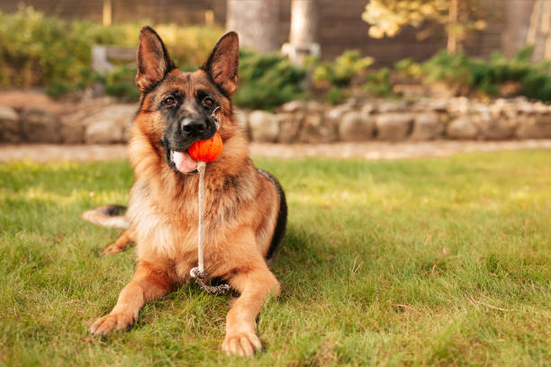 istock Portrait of a German shepherd with a orange ball. 1277399175