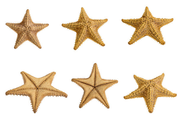Starfish