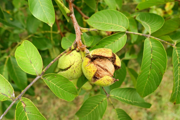 nogal real -juglans regia - walnut tree walnut nut branch fotografías e imágenes de stock