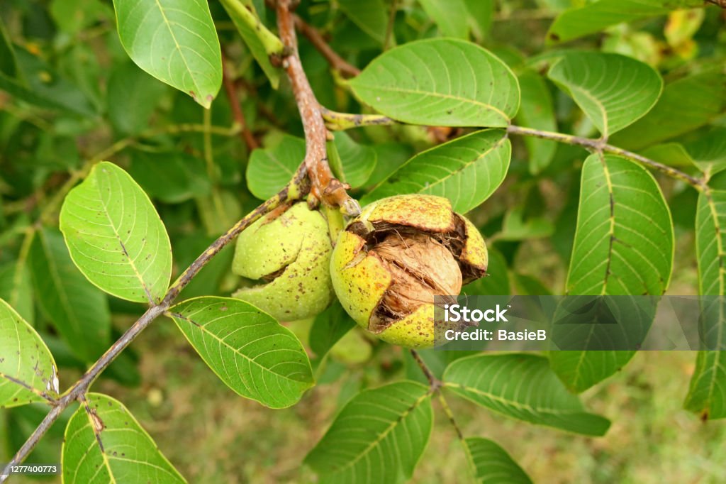 Real Walnut -Juglans regia Two green walnuts in the open shell Walnut Tree Stock Photo