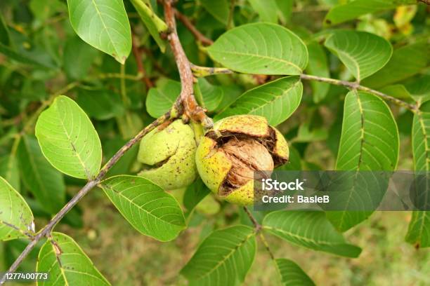 Real Walnut Juglans Regia Stock Photo - Download Image Now - Walnut Tree, Walnut, Walnut Orchard