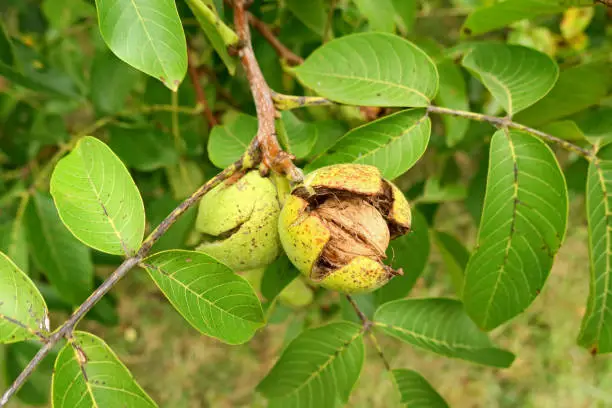 Two green walnuts in the open shell