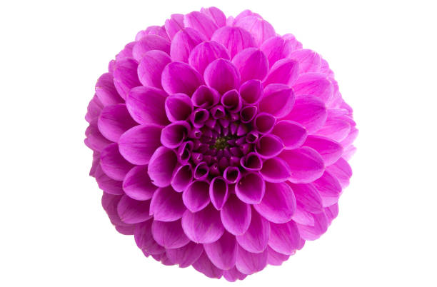 istock beautiful dahlia isolated 1277402673
