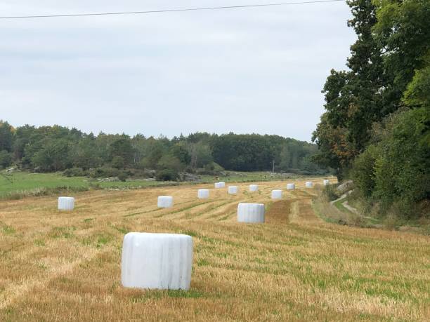 istock Hay balls in the field in autumn 1277403688