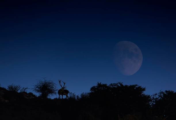 Night mountains landscape with deer on the hills and moon on the sky.
