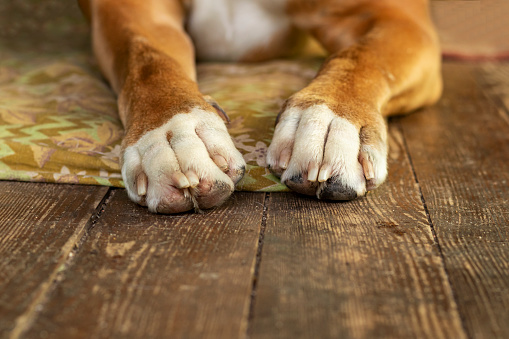 White and brown dog paws on the wooden floor background, Trust, family, friendship.