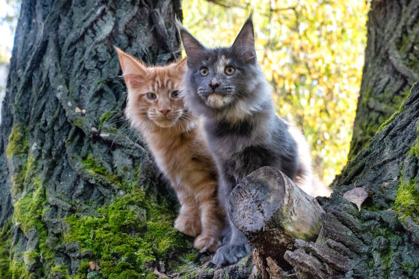 istock Big red and blue maine coon kittens sitting on a tree. 1277404908