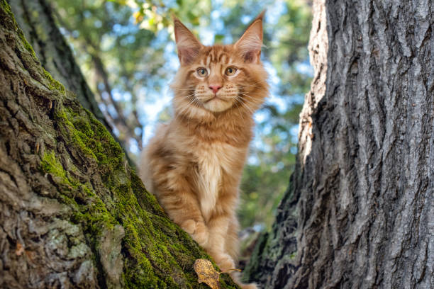 istock A big red maine coon kitten sitting on a tree. 1277404914