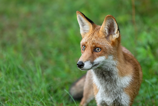 Close shot of a beautiful male red fox (Vulpes vulpes).