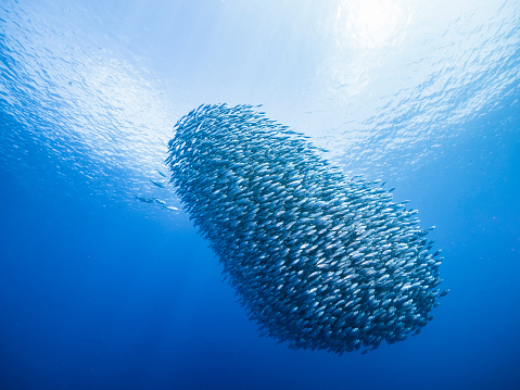 wide angel shot of bait ball at scuba dive around Curaçao /Netherlands Antilles