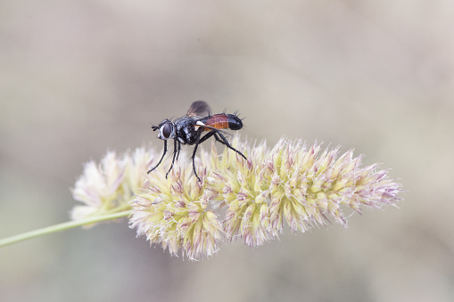 An fly sitting an a flower, blurred background, bokeh