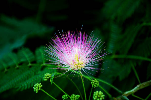 Bright colorful beautiful pink flower on dark green background. Photo gives emotion of something happy coming