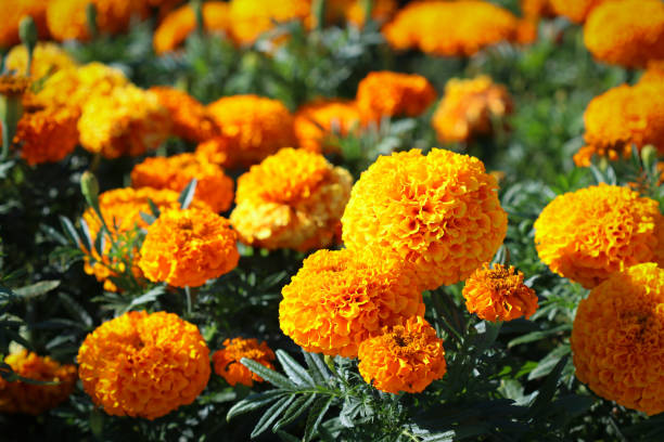 istock Orange flowers in park 1277408458