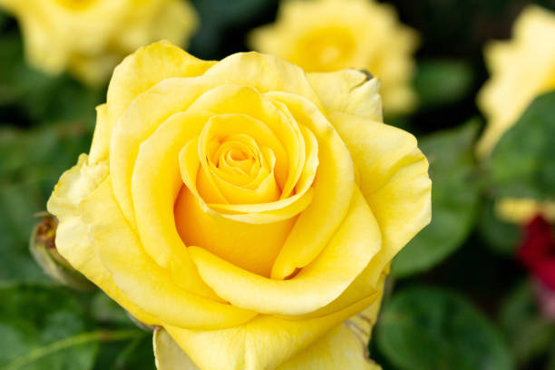 istock Beautiful colorful rose flowers close up soft focus 1277408478