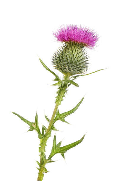 Spear thistle Spear thistle flower and foliage isolated against white thistle stock pictures, royalty-free photos & images