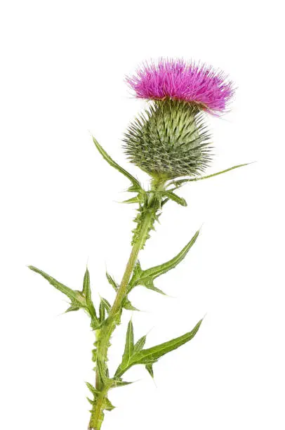 Spear thistle flower and foliage isolated against white