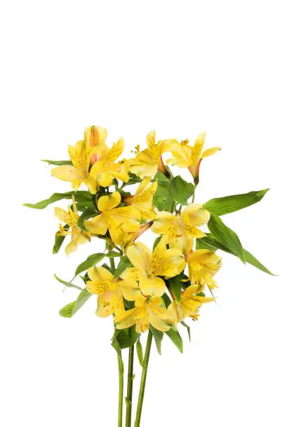Yellow alstroemeria flowers isolated against white