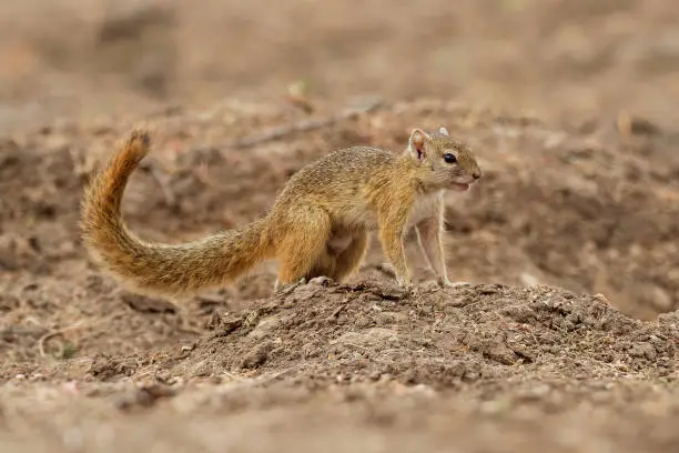 Smiths bush squirrel - Paraxerus (Sciurus) cepapi known as the yellow-footed squirrel or tree squirrel, is an African bush squirrel which is native to woodlands of the southern Afrotropics.