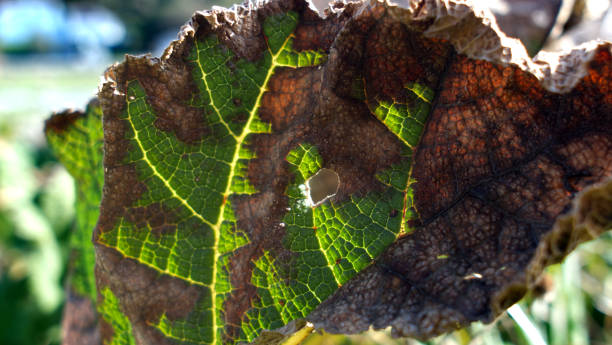 istock Autumn bringing some cold nights for the plants 1277408947