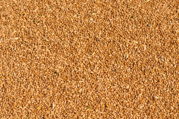 istock Wheat grains agricultural background top view 1277409045