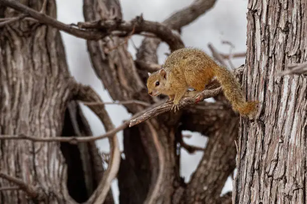 Smiths bush squirrel - Paraxerus (Sciurus) cepapi known as the yellow-footed squirrel or tree squirrel, is an African bush squirrel which is native to woodlands of the southern Afrotropics.