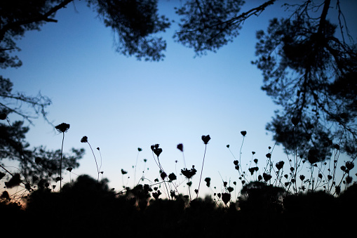 The silhouettes of wild flowers and their shadows in an atmospheric photograph as a background image from the island of mallorca. high resolution with copy space