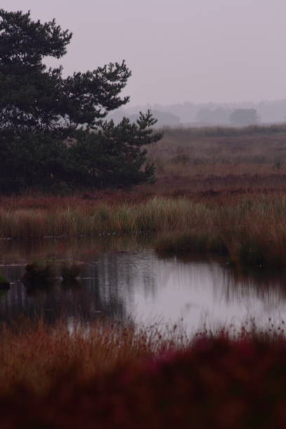 istock Misty Meadow Blooming at Dawn 1277411278