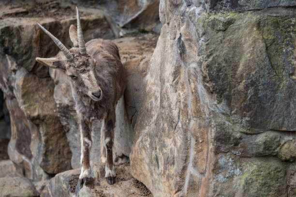 istock A brown mountain goat is looking for the perfect path on the rocks 1277411374