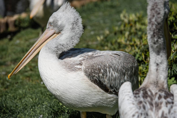 istock Grey pelicans standing on the grass in a sunny day 1277411446