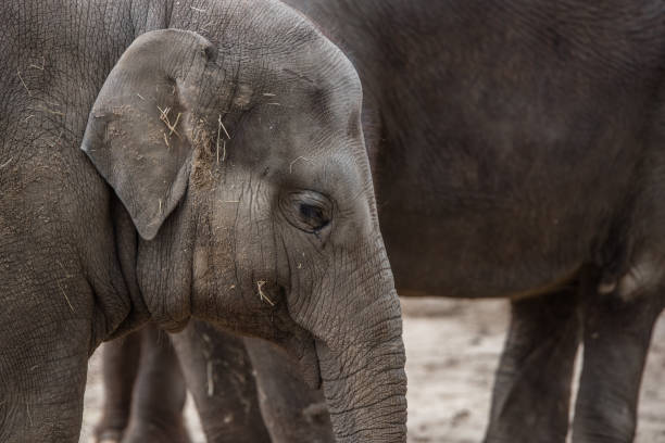 istock Close up on the head an small elephant with a relaxed gaze during lunch time 1277411452
