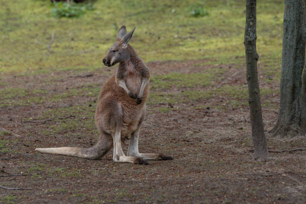 istock Young kangaroo in a meadow in a sunny day looking behind waiting for others 1277412025