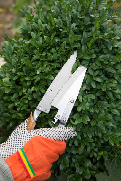 istock Pruning and shaping a boxwood (Buxus sempervirens) bush with protective gloves and pruning shears 1277412067
