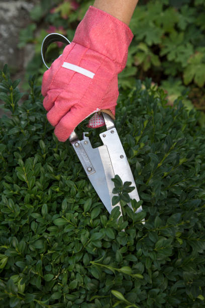 istock Pruning and shaping a boxwood (Buxus sempervirens) bush with protective gloves and pruning shears 1277412669