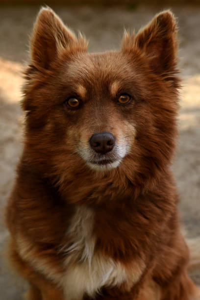 istock Portrait of small happy ginger dog. 1277412783