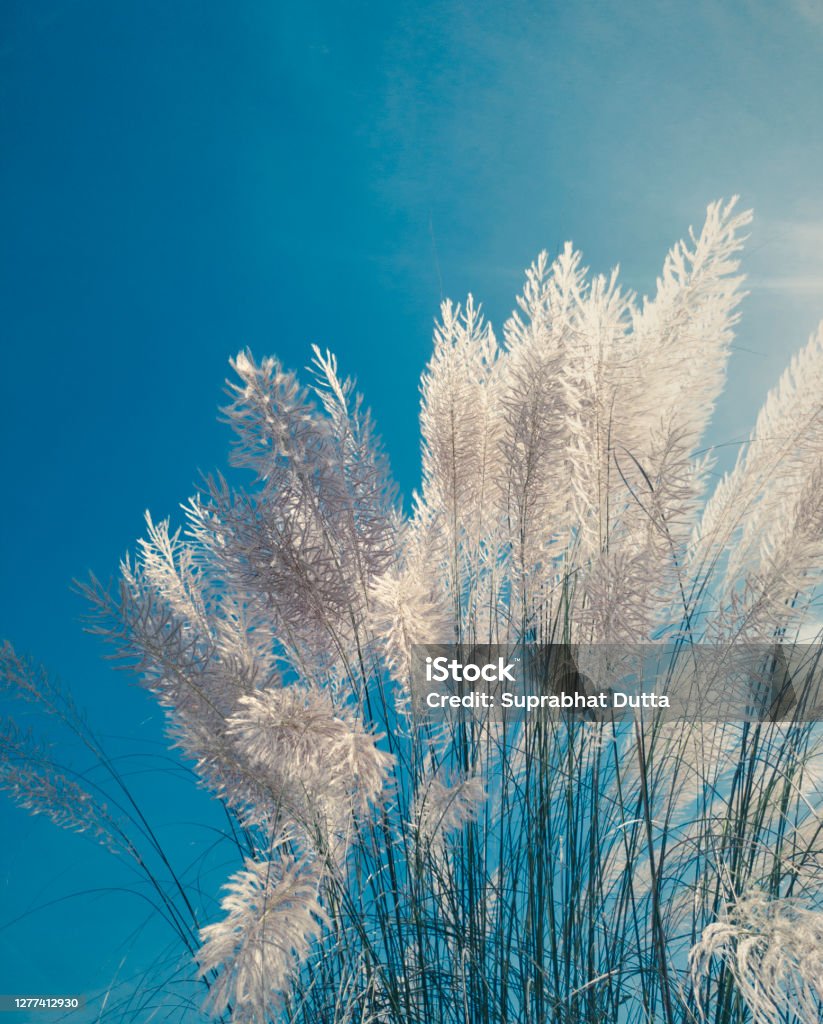Kans Grass Saccharum Spontaneum Kash Phool In West Bengal Stock Photo - Download Image Now - iStock Kans Grass Saccharum Spontaneum Kash Phool In West Bengal Stock Photo - Download Image Now - iStock