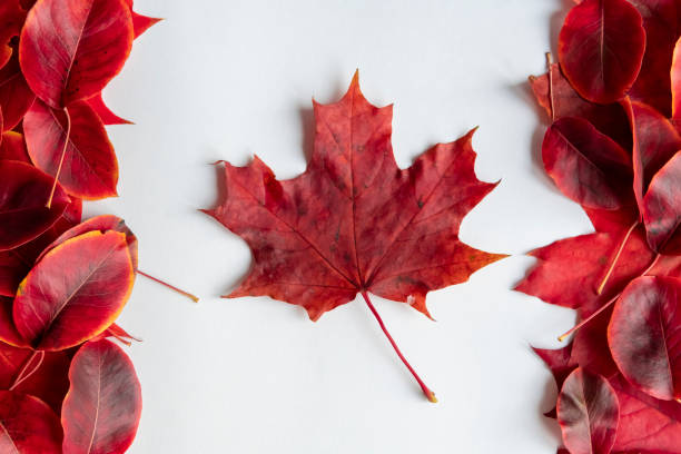 istock Canadian flag from red fallen leaves 1277413044