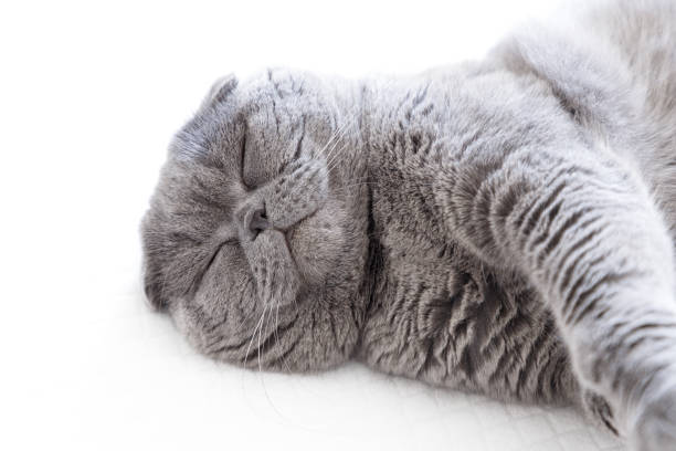 gato da dobra escocesa - domestic cat gray kitten paw - fotografias e filmes do acervo